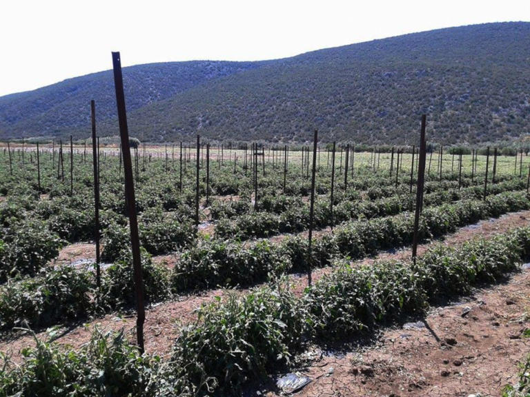 Αυστραλία: Νέα τεχνολογία προειδοποιεί για παράσιτα που απειλούν την παραγωγή | Newsit.gr Αυστραλία: Νέα τεχνολογία προειδοποιεί για παράσιτα που απειλούν την παραγωγή | Newsit.gr
