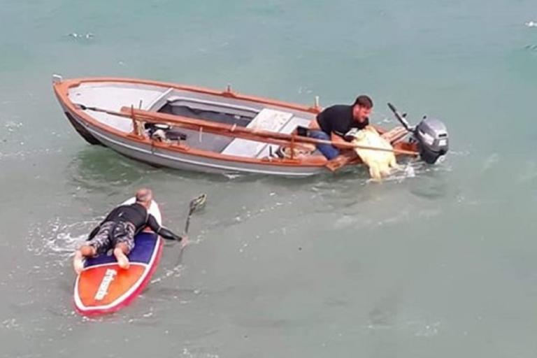Πάργα: Πάλεψαν με τα κύματα για να σώσουν μια χελώνα καρέτα-καρέτα! | Newsit.gr Πάργα: Πάλεψαν με τα κύματα για να σώσουν μια χελώνα καρέτα-καρέτα! | Newsit.gr