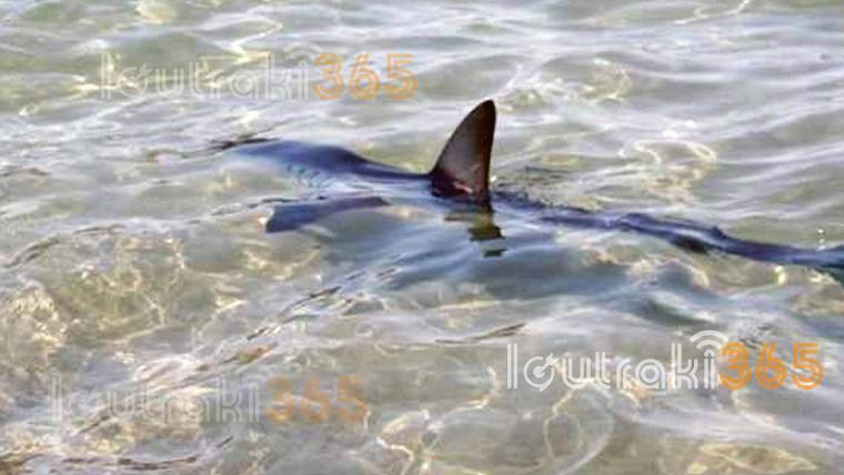 Καρχαρίας δυο μέτρων “κόβει” βόλτες στο λιμάνι του Λουτρακίου! video | Newsit.gr