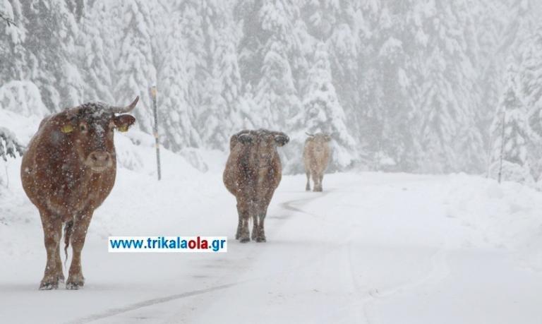 Τρίκαλα: Οι αγελάδες έφαγαν το… αλάτι που έριξαν τα εκχιονιστικά – video | Newsit.gr Τρίκαλα: Οι αγελάδες έφαγαν το… αλάτι που έριξαν τα εκχιονιστικά – video | Newsit.gr