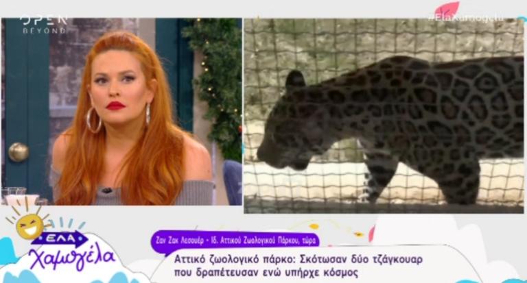 Έτσι δραπέτευσαν τα τζάγκουαρ από το Αττικό Ζωολογικό Πάρκο! | Newsit.gr Έτσι δραπέτευσαν τα τζάγκουαρ από το Αττικό Ζωολογικό Πάρκο! | Newsit.gr