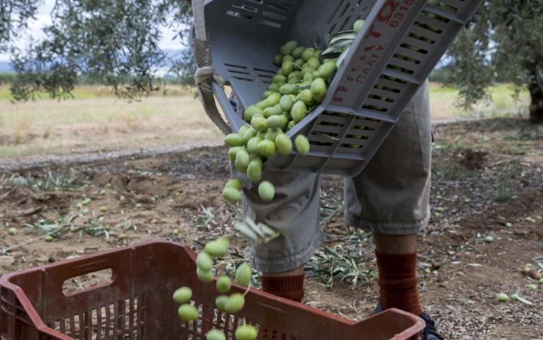 ΟΠΕΚΕΠΕ: Xoρήγηση δικαιωμάτων βασικής ενίσχυσης 2018 | Newsit.gr ΟΠΕΚΕΠΕ: Xoρήγηση δικαιωμάτων βασικής ενίσχυσης 2018 | Newsit.gr