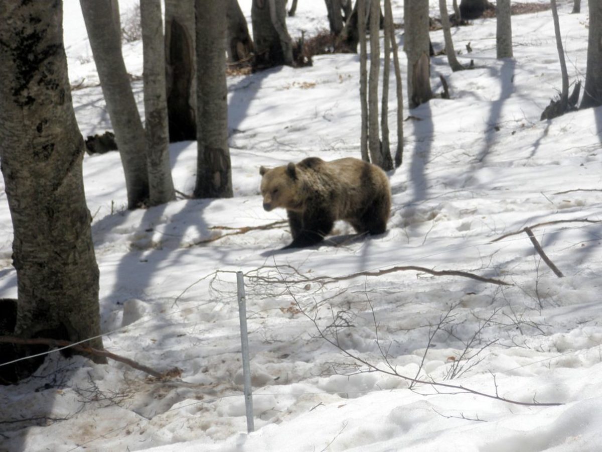 Σε χειμερία νάρκη άρχισαν να πέφτουν οι αρκούδες του «Αρκτούρου»
