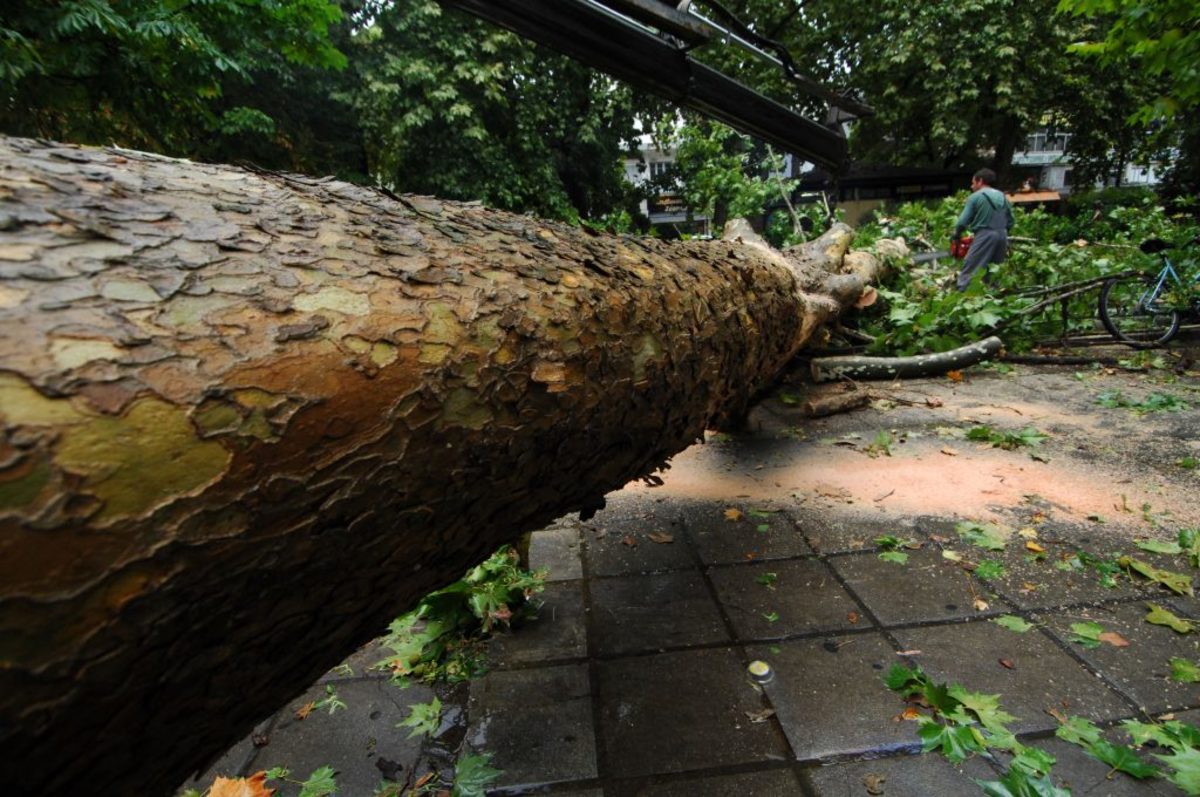 Αχαϊα: Τον πλάκωσε το δέντρο που έκοβε – Αγωνία μετά τον σοβαρό τραυματισμό – Οι πρώτες πληροφορίες…