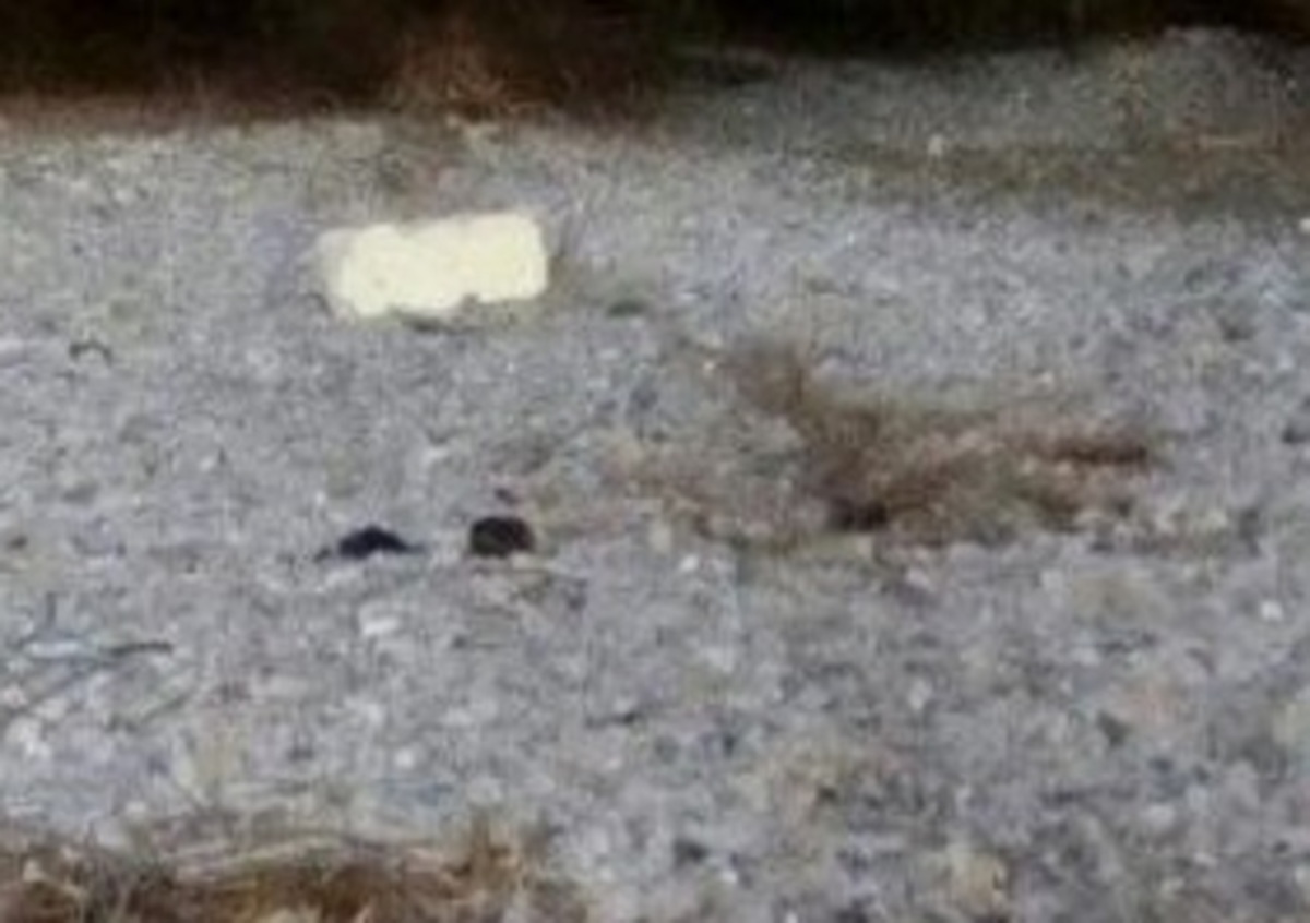 Κρήτη: Στα βότσαλα της παραλίας μια εικόνα που πάγωσε τους πάντες – Οι κινήσεις μετά το αρχικό σοκ [pics]