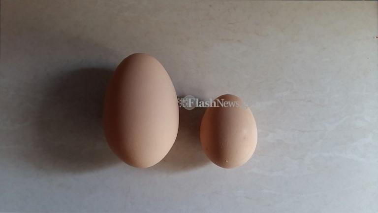 Τεράστιο αυγό με τρεις κρόκους βρήκε στο κοτέτσι του ένας Χανιώτης! [pics, vid]