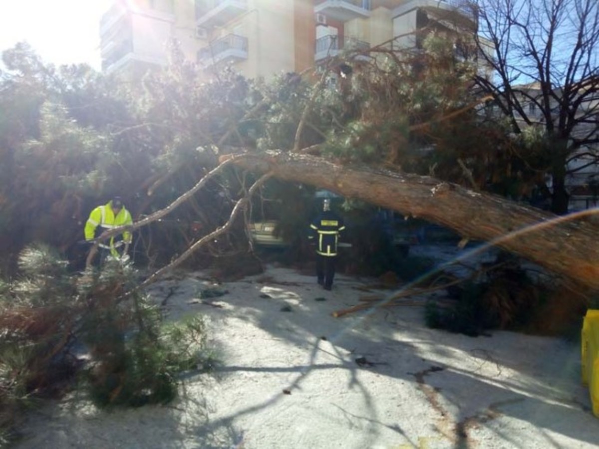 Λάρισα: Πτώση δέντρου στο πάρκινγκ του νοσοκομείου – Οι εικόνες που εκτυλίχθηκαν στο σημείο [vid]