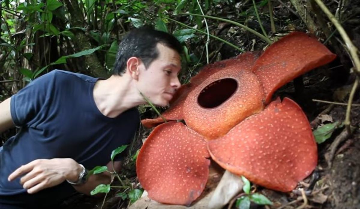 Rafflesia Arnoldii