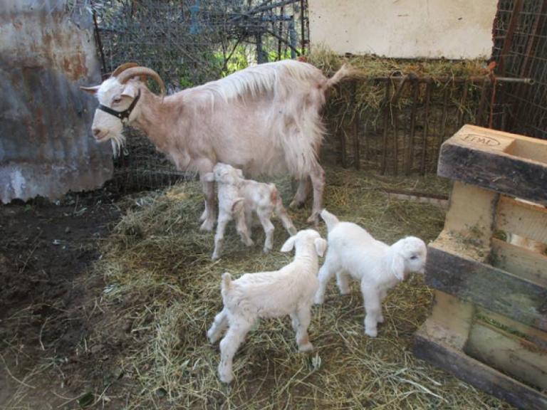 Κατσίκα… «κουνέλα» στην Καλαμάτα – Γέννησε έξι κατσικάκια! [vid]