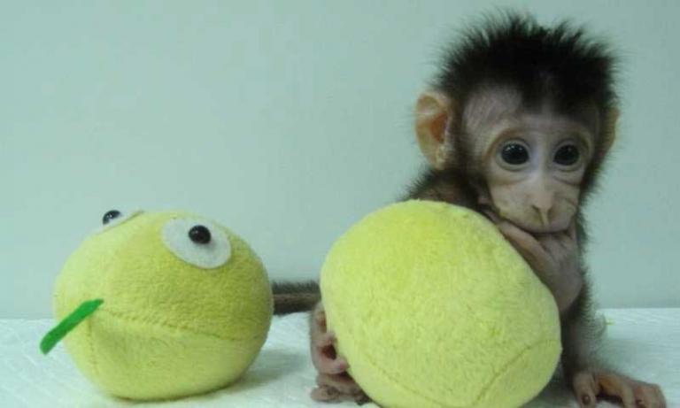 Σοκ και δέος! Για πρώτη φορά κλωνοποίησαν μαϊμούδες - Θέμα χρόνου πλέον η κλωνοποίηση ανθρώπων!