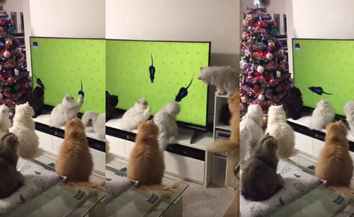 Οικογένεια από γάτες παρακολουθεί απορροφημένη ποντίκια μέσα από την τηλεόραση