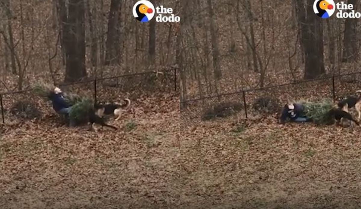 Αυτά τα σκυλιά δεν θέλουν με τίποτα να αποχωριστούν το Χριστουγεννιάτικο δέντρο