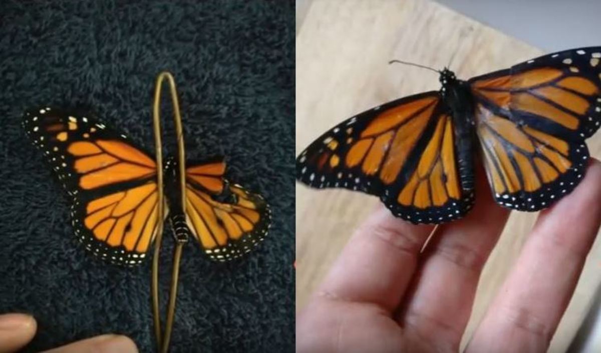 Γυναίκα έκανε εγχείρηση σε πεταλούδα που είχε σπασμένο φτερό