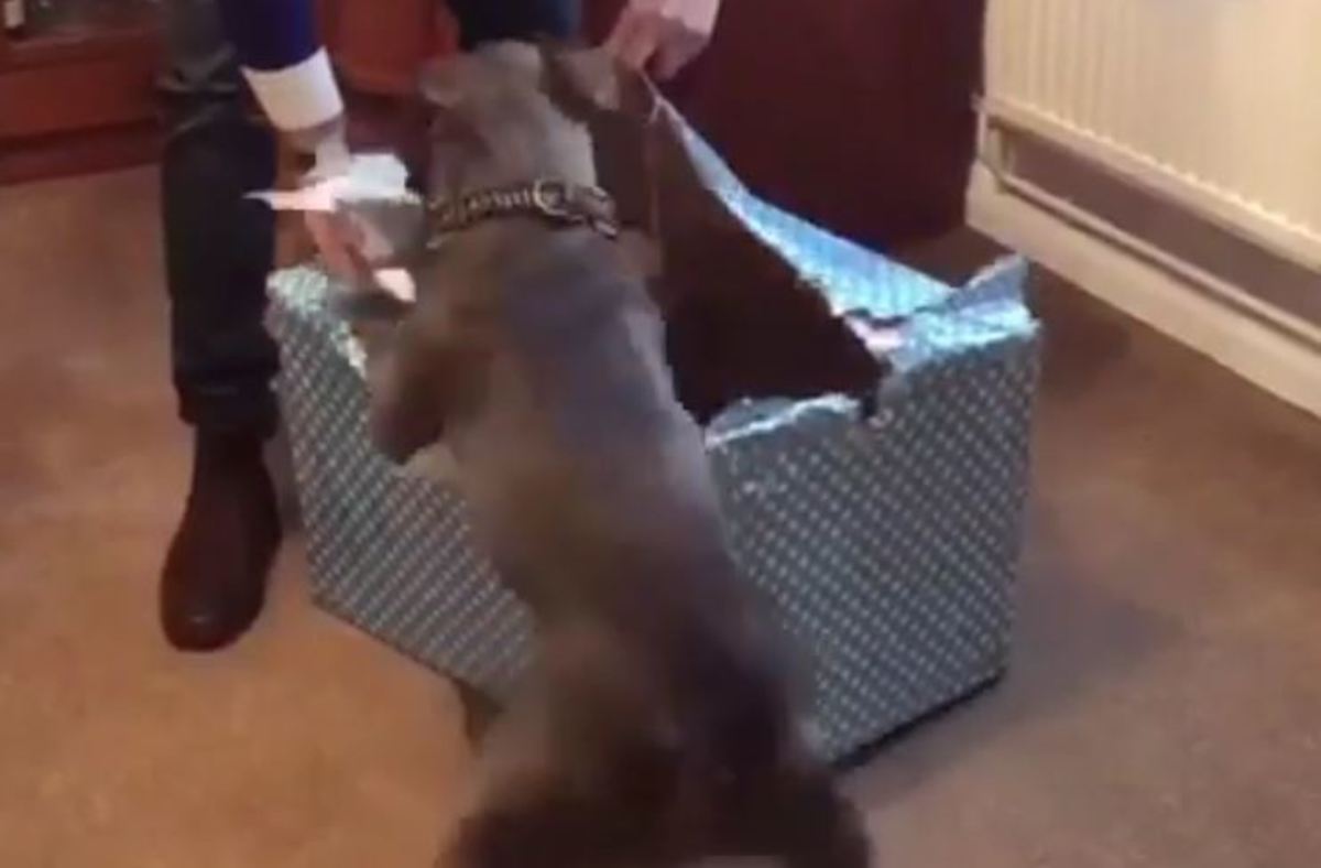 Τρισευτυχισμένο Bull Terrier κατασπαράζει το δώρο του