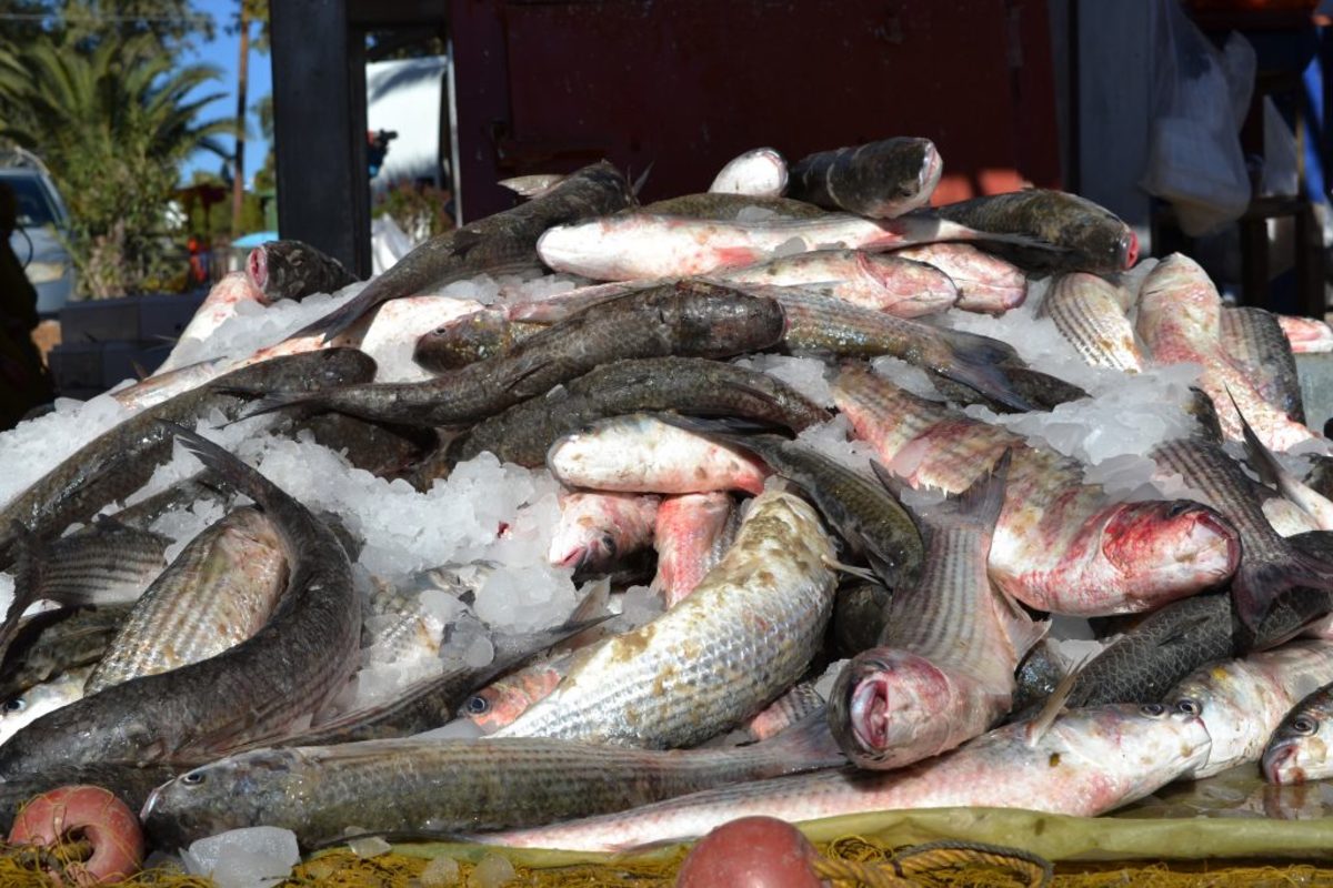 Διαψεύδει η ΑΑΔΕ για το πρόστιμο σε ψαρά στην Σκόπελο – “Δεν στείλαμε κανέναν στο νησί”