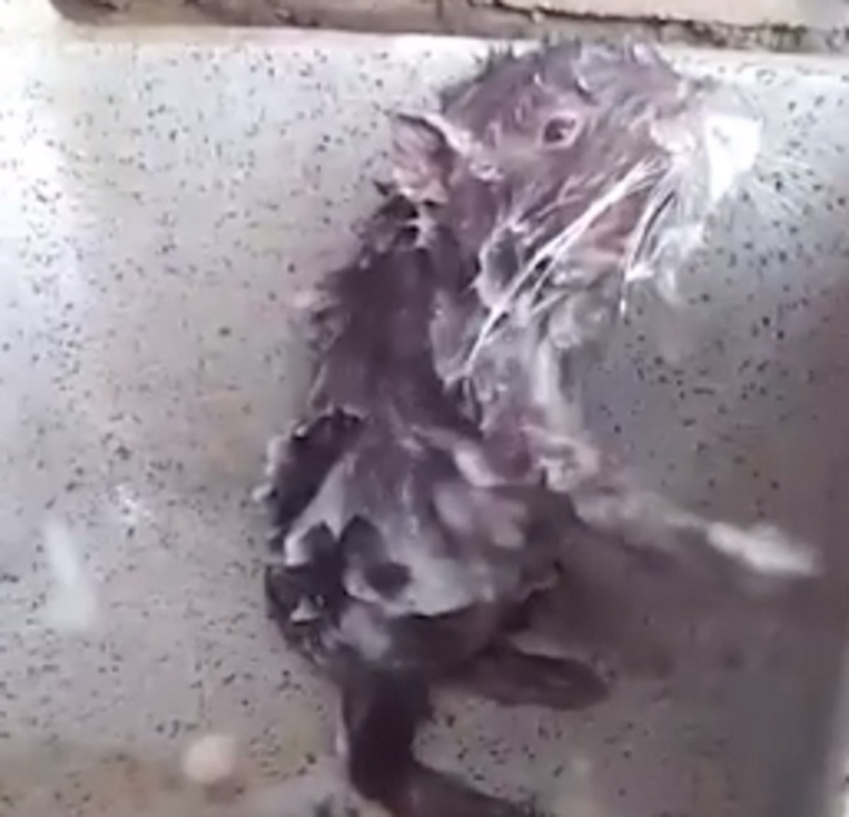 Ο αρουραίος που κάνει μπάνιο μόνος του με σαπουνάδα και έχει τρελάνει το internet! video