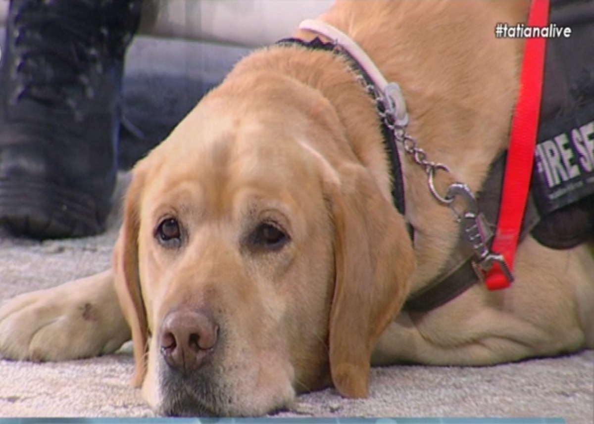 Ο σκύλος της ΕΜΑΚ που εντόπισε την ερημική παραλία με την 44χρονη Ειρήνη στην Tatiana Live