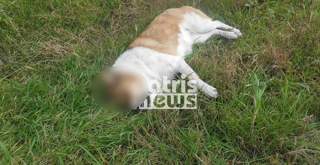 Σοκ στην Αμαλιάδα: Νεκρά πέντε σκυλιά από φόλες – Προσοχή, σκληρές εικόνες!