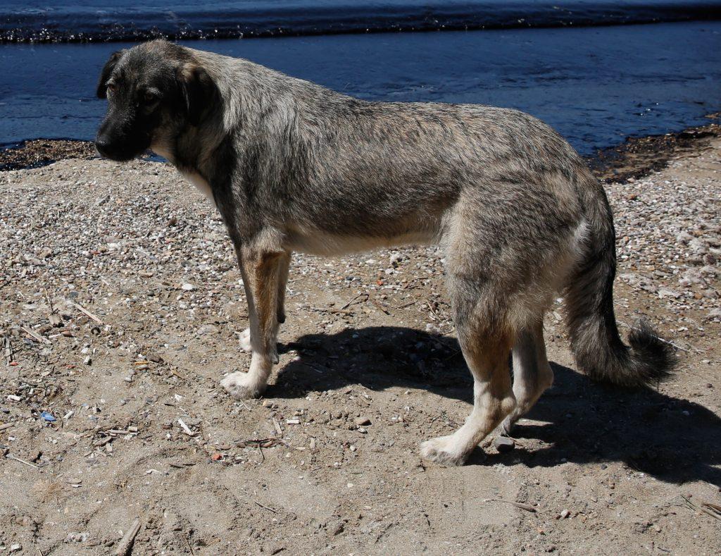 Κρήτη: Αναζητούν τον άνδρα που πυροβόλησε και σκότωσε σκύλο