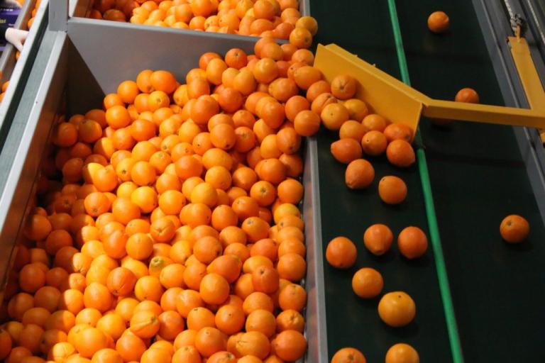 Πειραιάς: Κατασχέθηκαν πάνω από 10 τόνοι φρούτα