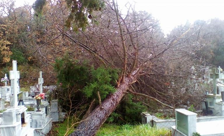 Ροδόπη: Έπεσε δέντρο στο νεκροταφείο [pics]