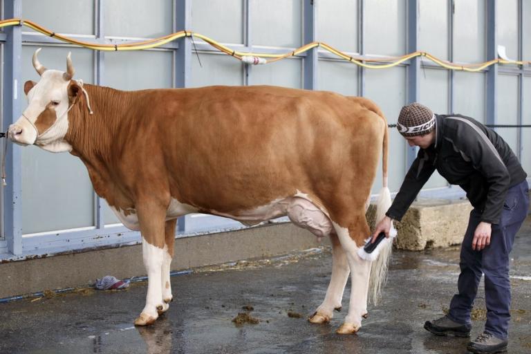 Χιλιάδες Ολλανδοί συμπαραστέκονται σε μια… αγελάδα – Κάνουν έρανο για να την βγάλουν στη σύνταξη!