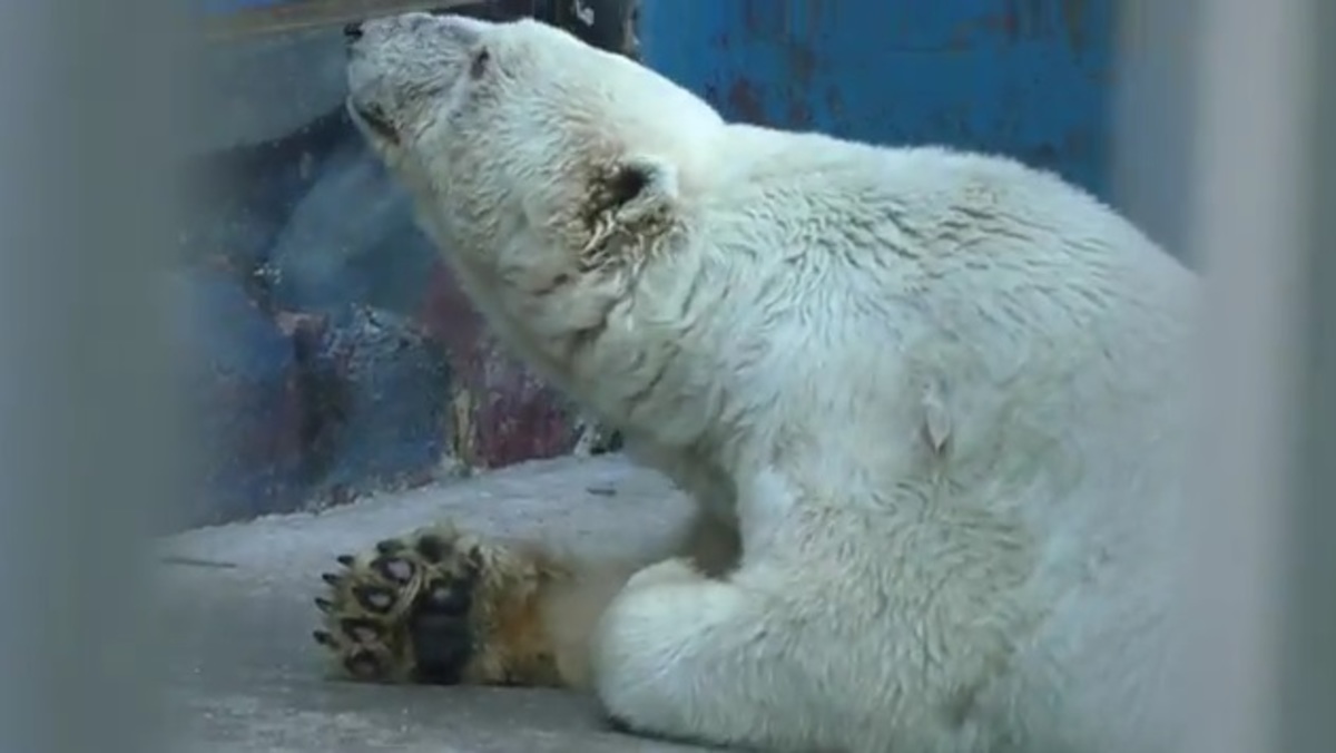 Θλίψη για την Αμντέρμα – Πέθανε η γηραιότερη λευκή αρκούδα της Ρωσίας [vid]