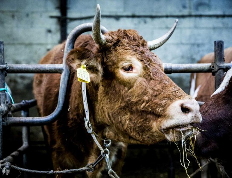 Ελεύθερη και ερωτευμένη η αγελάδα που δραπέτευσε για να μην σφαγεί - Ζει με την σύντροφο της σε οίκο ευγηρίας [pics]