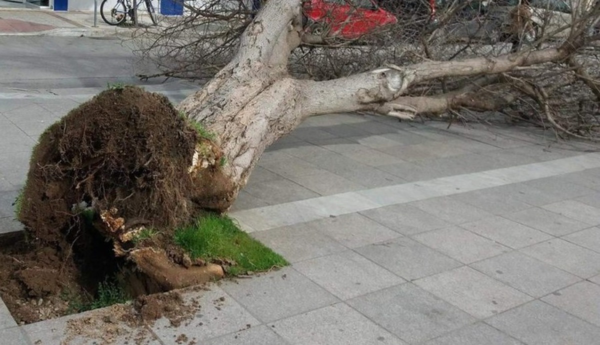 Είναι πολλά τα μποφόρ! Ο αέρας ξερίζωσε δέντρα στα Φάρσαλα [pics]