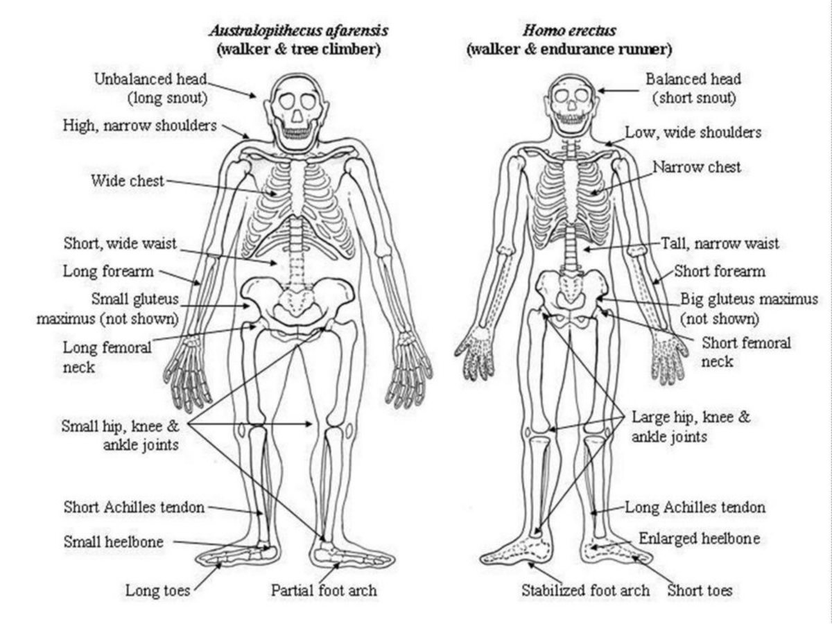 Ο Homo Erectus εφηύρε την ομιλία και ταξίδεψε στην Κρήτη!