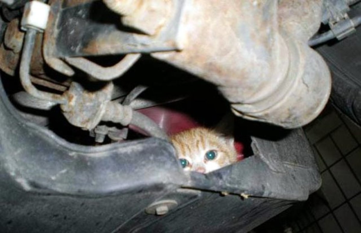 Ναύπλιο: Διάσωση γάτας που εγκλωβίστηκε σε ψυγείο καταστήματος – Την έσωσαν πυροσβέστες!