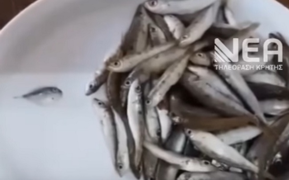 Χανιά: Άνοιξε τα ψάρια που αγόρασε και είδε αυτές τις εικόνες – Ένας μικρός λαγοκέφαλος ανάμεσα στις μαρίδες [vid]