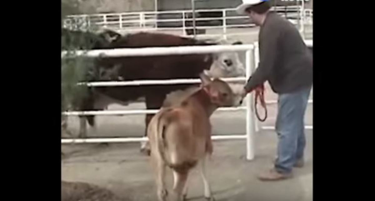 Αγελάδα δε σταματά να κλαίει από όταν την χώρισαν από το μωρό της – Δείτε την αντίδρασή της όταν επανασυνδέονται
