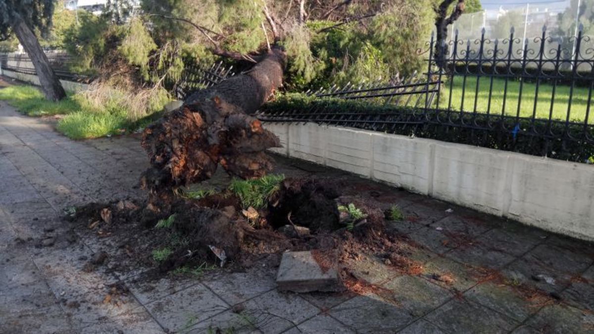 Αγρίνιο: Οι άνεμοι ξερίζωσαν μεγάλο δέντρο – Έπεσε στην περίφραξη της εκκλησίας [pics]