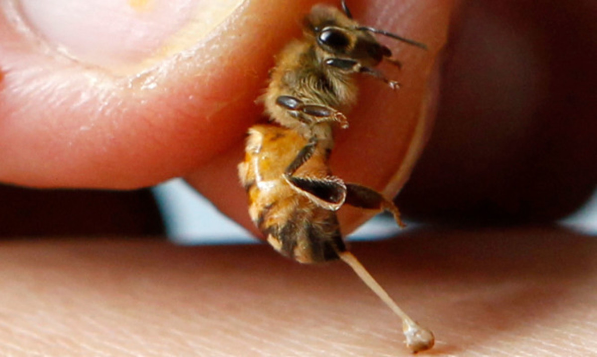 Ηράκλειο: Πέθανε από τσίμπημα μέλισσας μέσα σε λίγα λεπτά – Οι τελευταίες στιγμές της άτυχης γυναίκας!