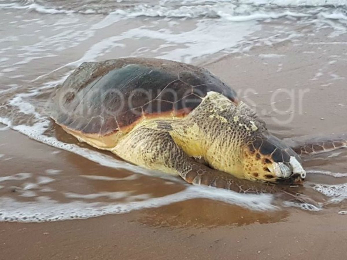 Χανιά: Τεράστια χελώνα ξεβράστηκε νεκρή στους Αγίους Αποστόλους [pics]