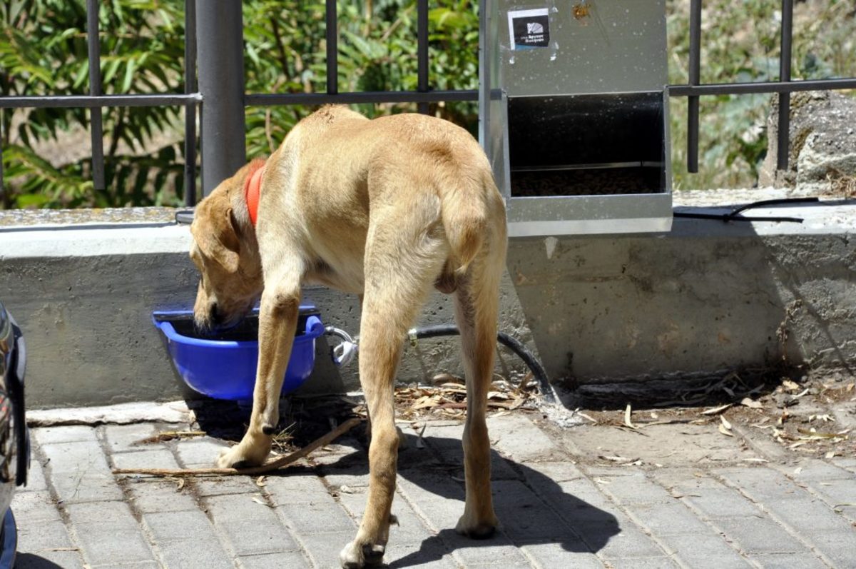 Φθιώτιδα: Έσπειραν τον θάνατο με φόλες – Ανατριχιαστικές εικόνες με νεκρά σκυλιά στη Στυλίδα!