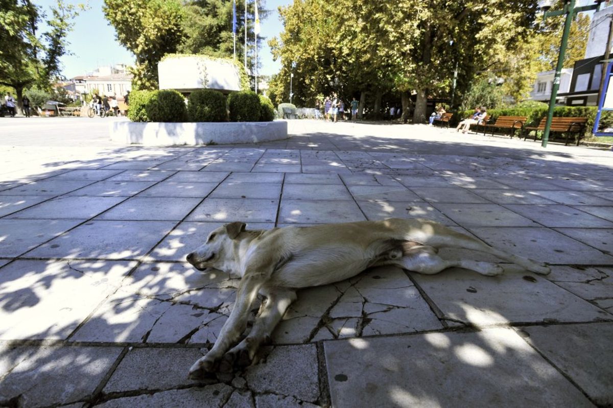 Κατεπείγουσα εισαγγελική έρευνα για τις φόλες στον Υμηττό