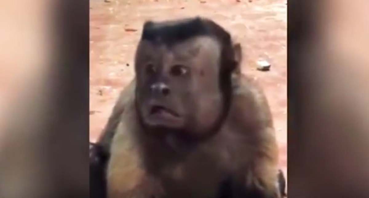 Πιο διάσημη και από την Τσίτα του Ταρζάν – Η μαϊμού με τον ανθρώπινο πρόσωπο
