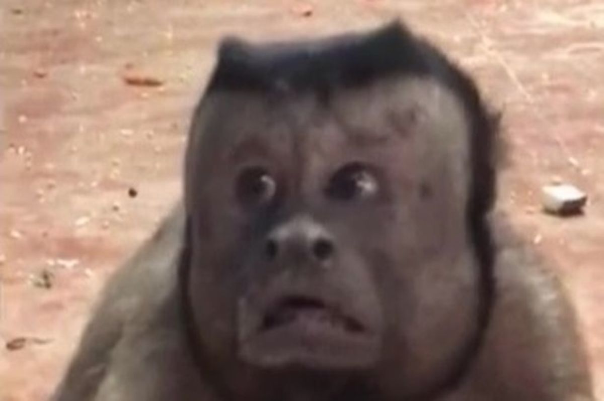 Μαϊμού με ανθρώπινο πρόσωπο γκρέμισε το ίντερνετ [vid]