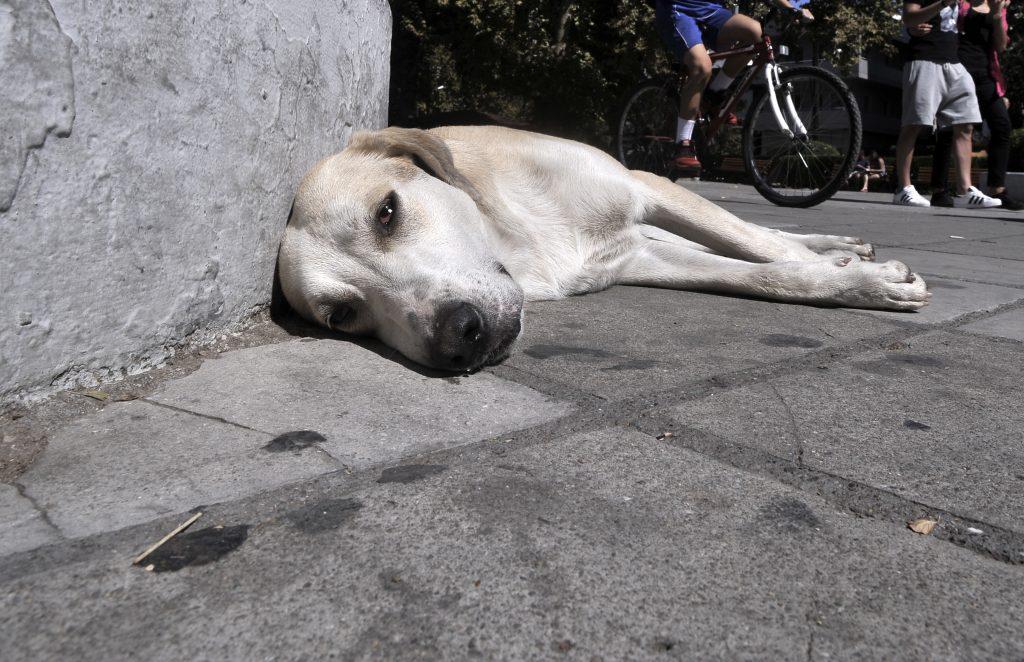 νομοσχεδιο ζώα συντροφιάς αποσύρθηκε