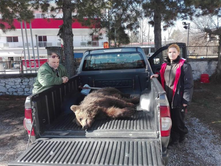 Νεκρό αρκουδάκι στην Κοζάνη – Το παρέσυρε αυτοκίνητο – Προσοχή, σκληρές εικόνες [pics, vid]