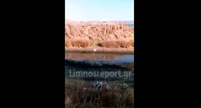 Λήμνος: Νεαρό φλαμίνγκο κάνει βόλτες στην παραλία [vid]