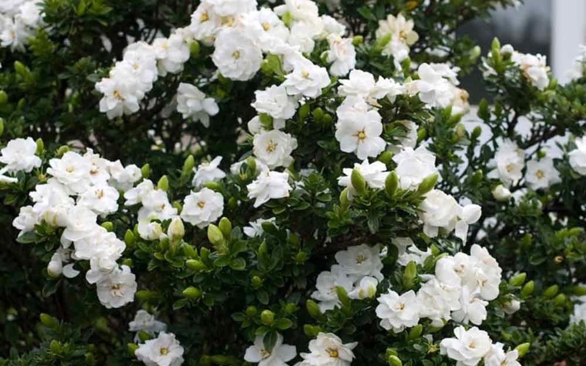 «Στην αρχή έτρωγα κάποια άλλα λουλούδια… Η γαρδένια είναι πάρα πολύ νόστιμη σαν μαρούλι»!