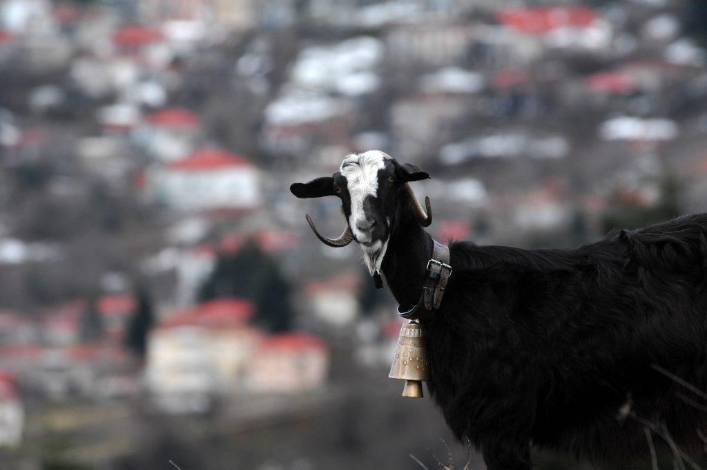 Είδε κατσίκες στην Κρήτη να… μασουλάνε κι έφτιαξε κάτι που κανείς δεν φανταζόταν