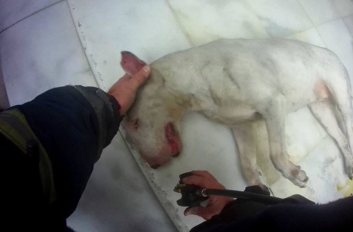 Πυροσβέστες έσωσαν δύο σκυλάκια από πυρκαγιά στη Θεσσαλονίκη [pics]