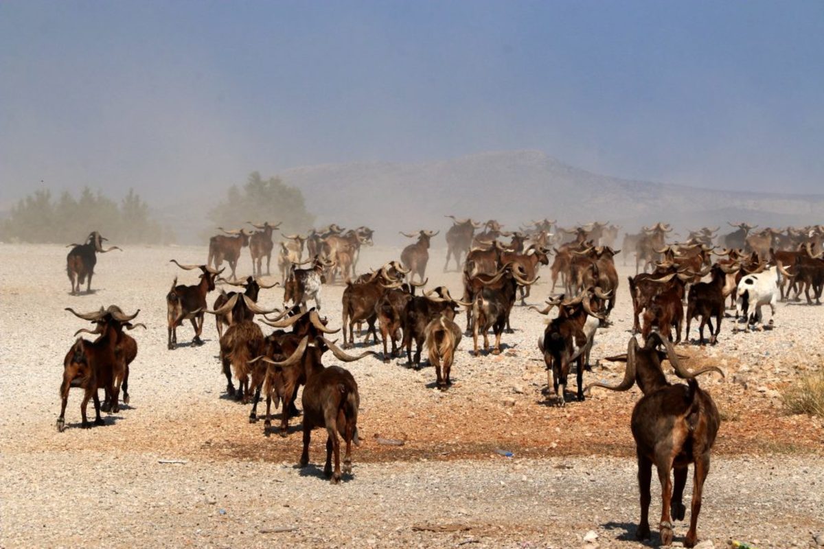 Πότε λήγουν οι αιτήσεις για τη βιολογική κτηνοτροφία
