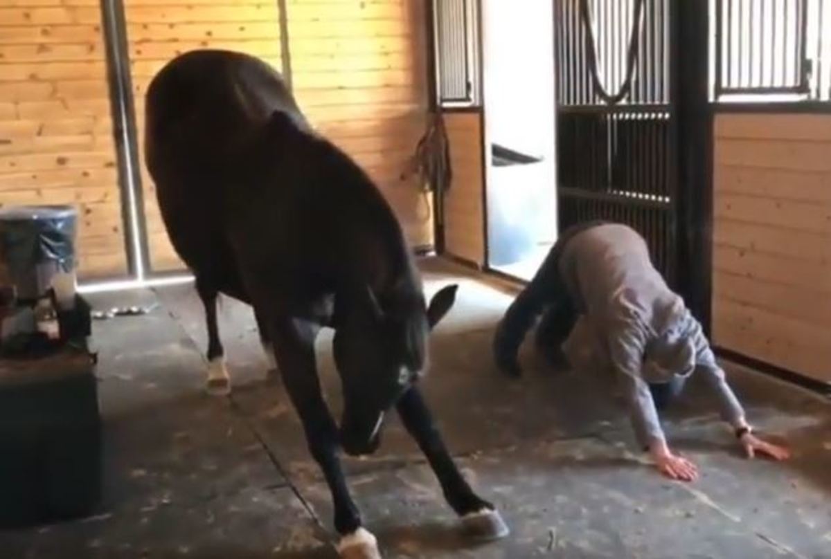 Άλογο που κάνει… γιόγκα γίνεται viral στο διαδίκτυο