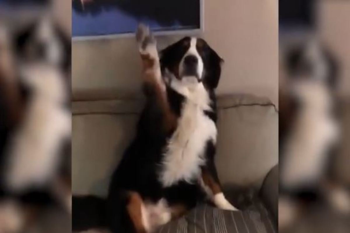 Η απίστευτη αντίδραση σκύλου που έκανε άνω κάτω το σπίτι – Το βίντεο ξεπερνά τις 11.000.000 προβολές