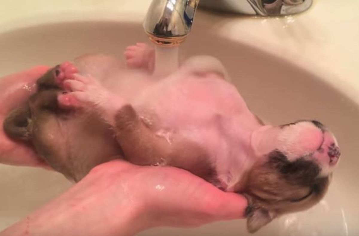 Κουτάβι απολαμβάνει το πρώτο μπάνιο της ζωής του!